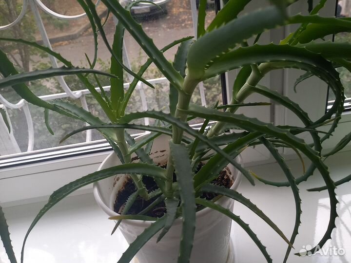 Алоэ лечебный