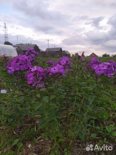 Флокс метельчатый