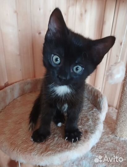 Отдам котенка