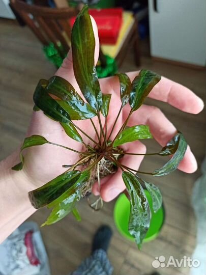 Криптокорина