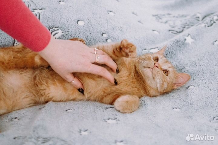 Котик Ригель