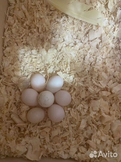 Попугай корелла с клеткой