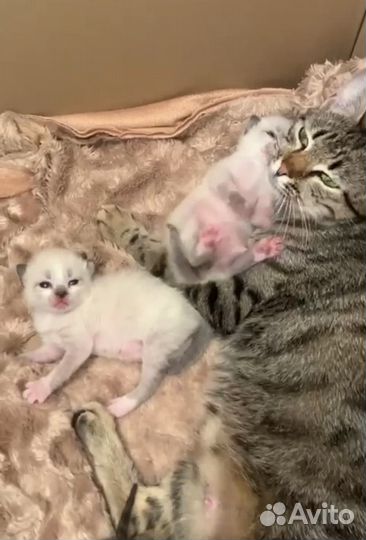 Тайские котята