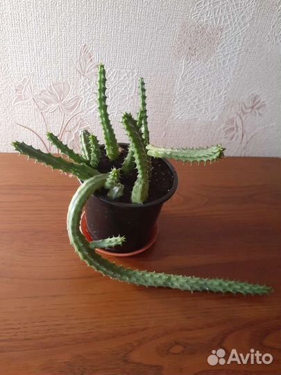 Суккуленты