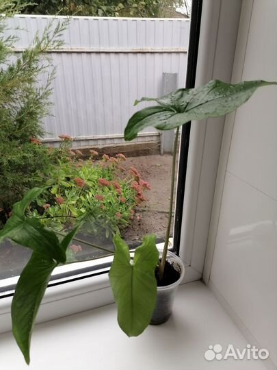 Сингониумы 1 шт