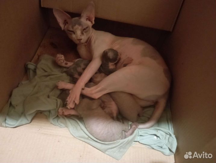 Канадский сфинкс котенок