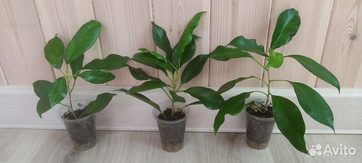 Фикус пикси, ретуза американская