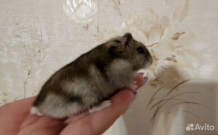 Джунгарские хомячки