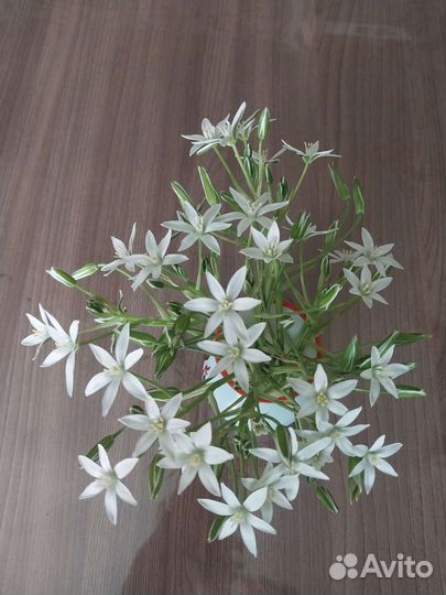 Птицемлечник