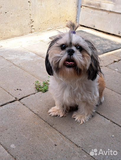 Ши-тцу девочка