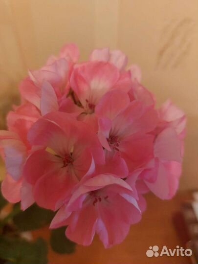 Герани сортовые