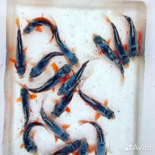 Карп кои шисуи