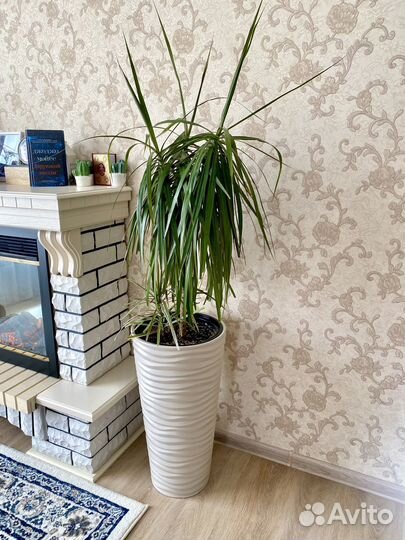 Пальма драцена с кашпо