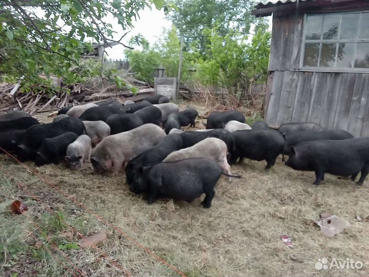 Вьетнамск вислобрюхий поросенок