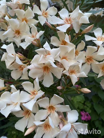 Олеандры,кампанула