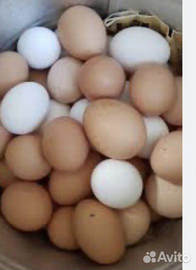 Домашние куриные яйца, мед