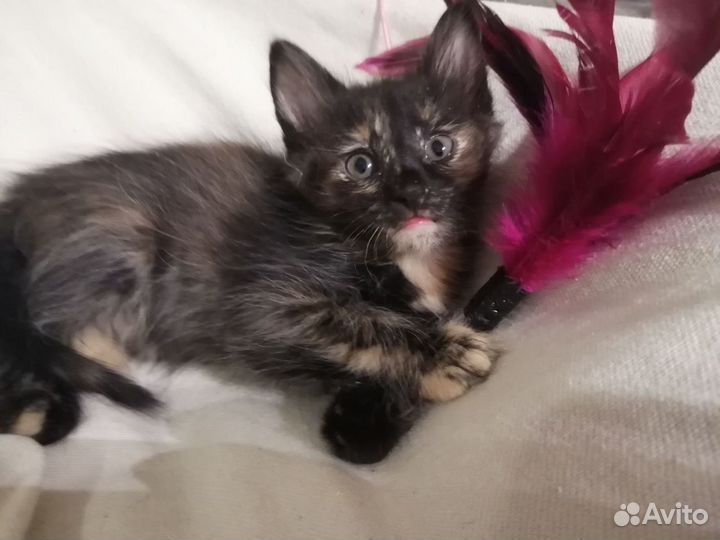 Рыжий котенок с документами