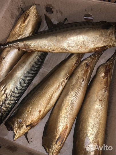 Скумбрия х/к