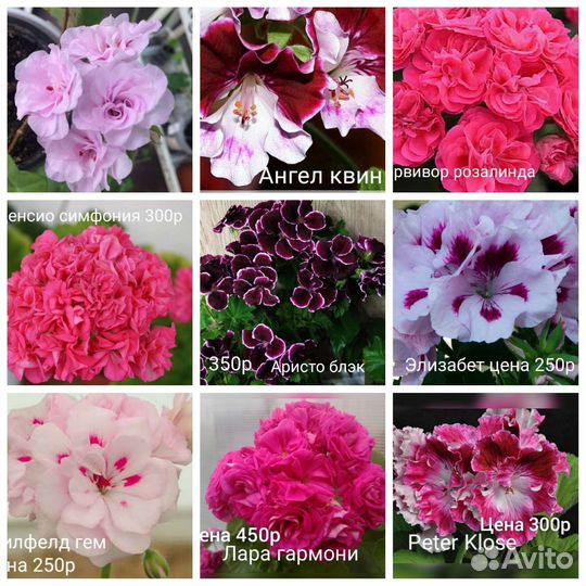 Пеларгония