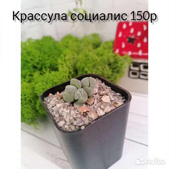 Суккуленты