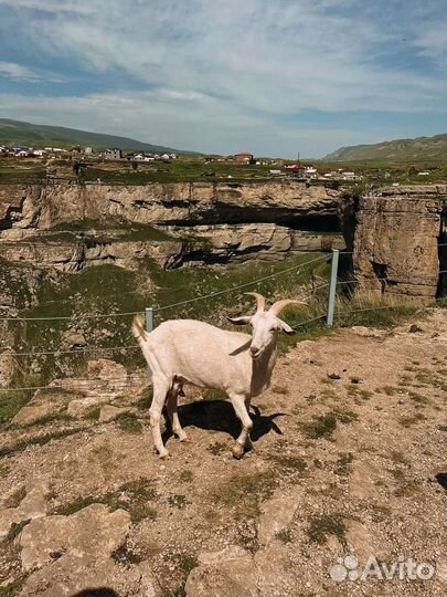 Тур в Дагестан октябрь
