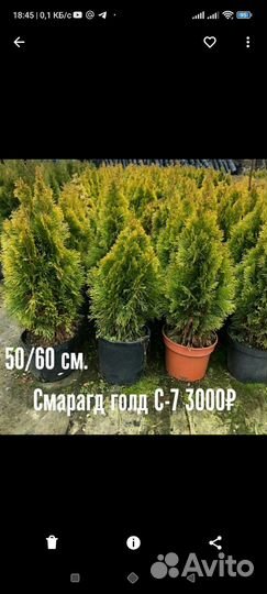 Хвойные растения