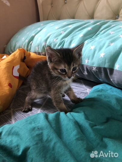 Котята от абиссинского кота