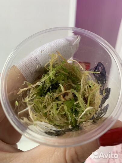 Клубень алоказии мело