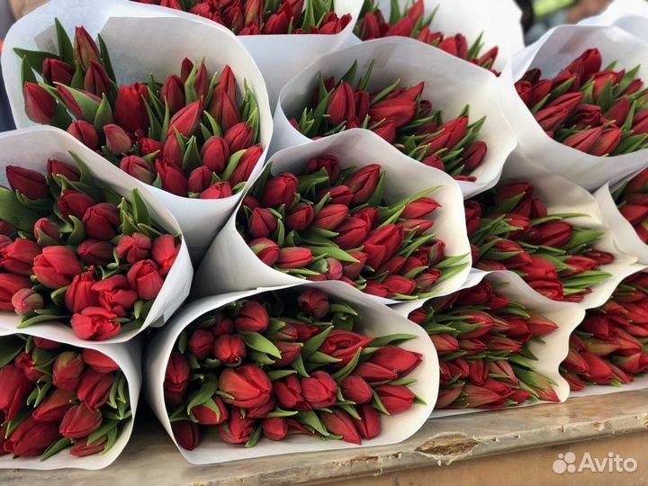 Тюльпаны к 8 марта 7 9 15 35