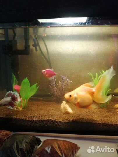 Аквариум