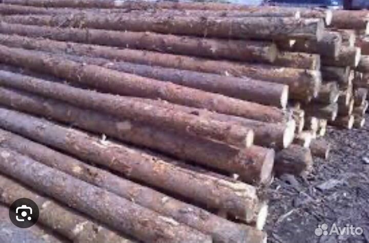 Сосна тонкомер