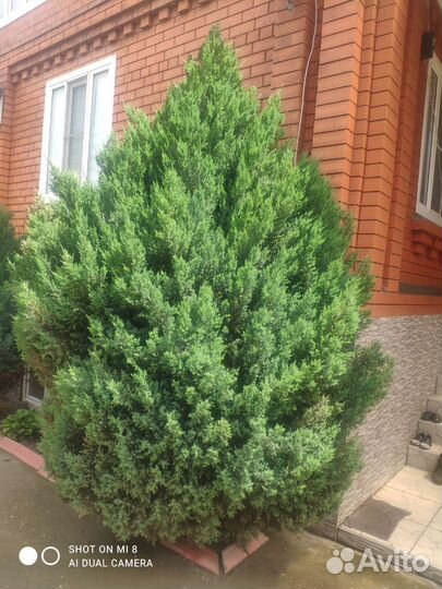 Можжевельник