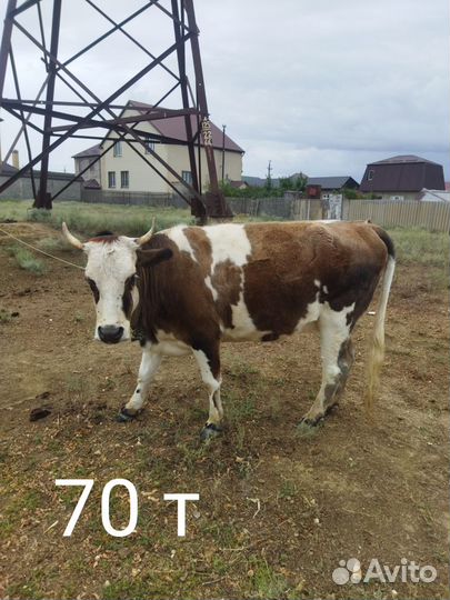 Корова дойная