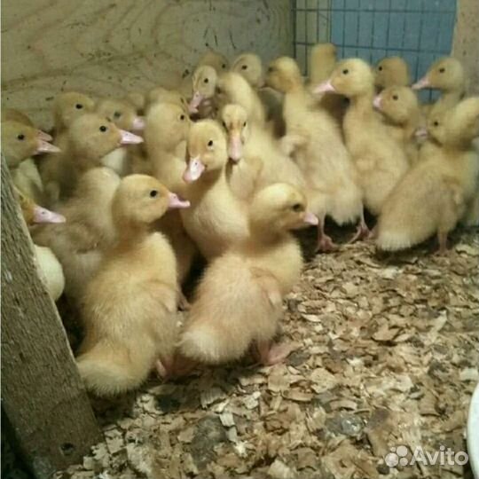 Цыплята,утята,гусята,цесарята