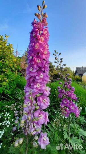 Новозеландский дельфиниум