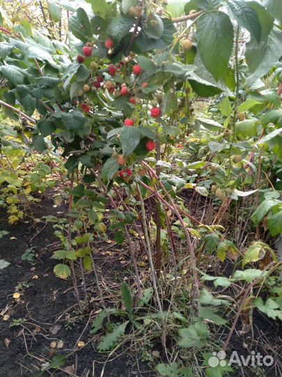 Плод растения малина ремонтантная ежевика крупная