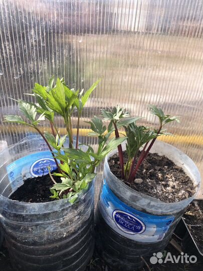 Рудбекия рассеченая- многолетняя (золотой шар )