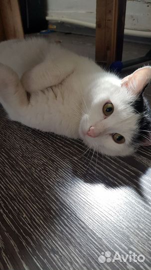 Кот Василий