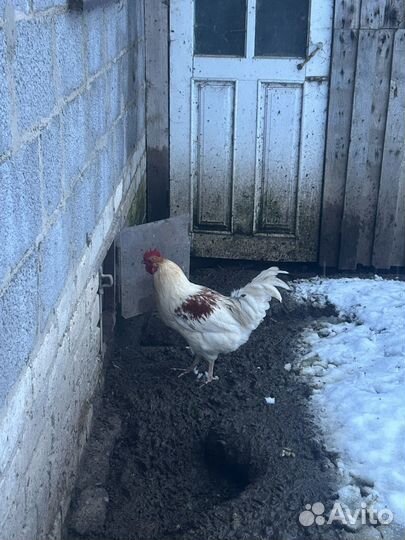 Молодой петушкок