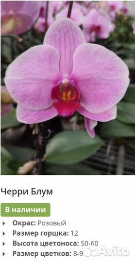 Орхидея цветущая