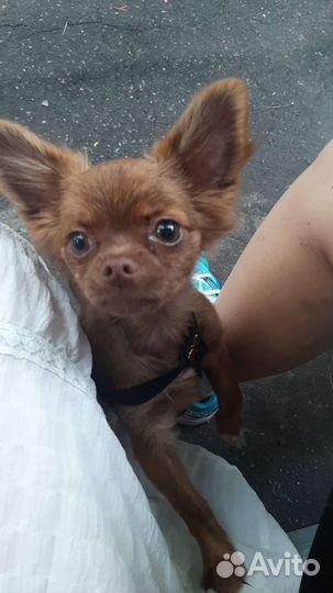 Чихуахуа щенки