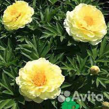 Пион Бартзелла 7 почек