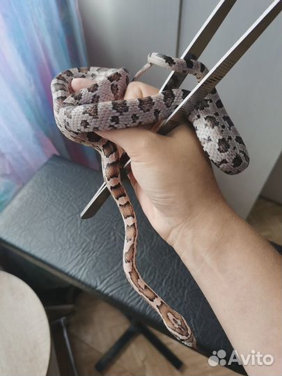 Маисовый полоз