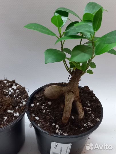 Фикус микрокарпа гинсенг