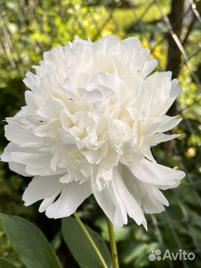 Пион Festiva Maxima