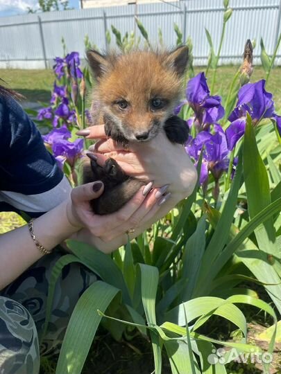Ручные щенки пушных