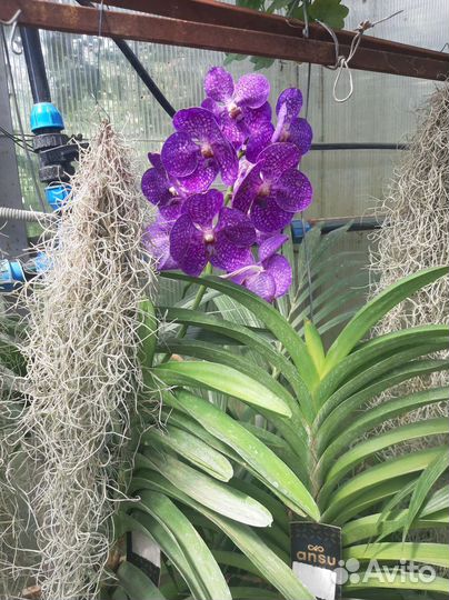 Комнатные растения цветы