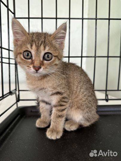 Котенок девочка 2,5 мес