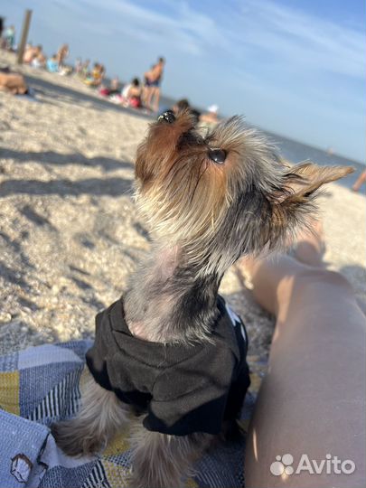 Вязка. Йоркширский терьер мини