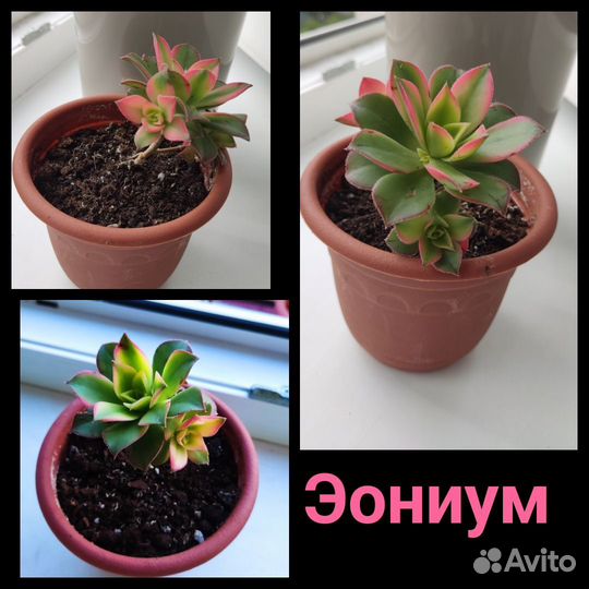 Комнатные растения